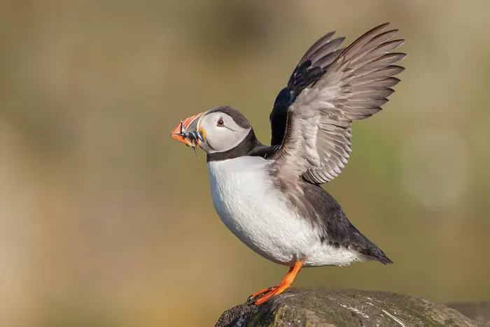 Framed Print : Puffin (Fratercula arctica) flapping wings, Isle of May, Firth of Forth, Scotland, UK