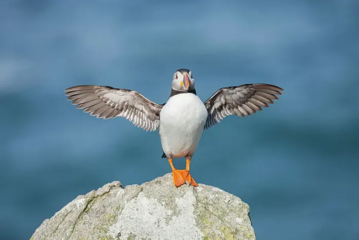 Framed Print : Puffin (Fratercula arctica) flapping wings, Isle of May, Firth of Forth, Scotland, UK Framed Print : Puffin (Fratercula arctica) flapping wings, Isle of May, Firth of Forth, Scotland, UK