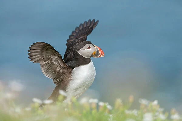 Puffin (Fratercula arctica) flapping wings, Isle of May, Firth of Forth, Scotland, UK