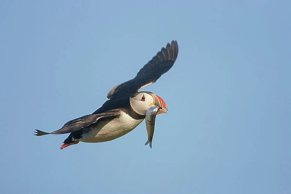 Puffin (Fratercula arctica) in flight carrying sprat, Isle of May, Firth of Forth, Scotland, UK