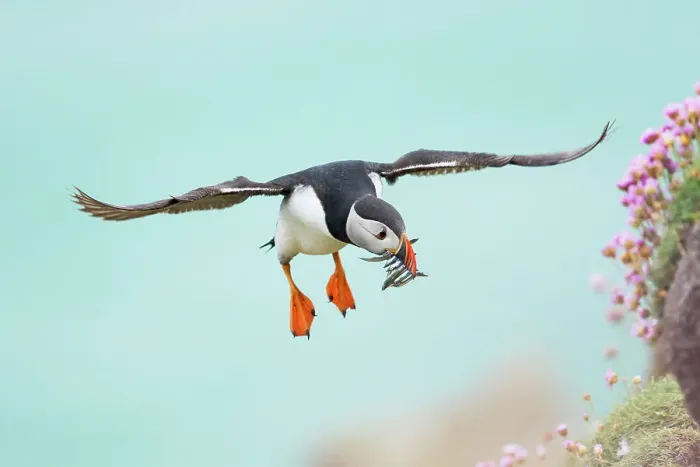 Framed Print : Puffin (Fratercula arctica) in flight with sandeels, Great Saltee Island, Co. Wexford, Republic of Ireland Framed Print : Puffin (Fratercula arctica) in flight with sandeels, Great Saltee Island, Co. Wexford, Republic of Ireland