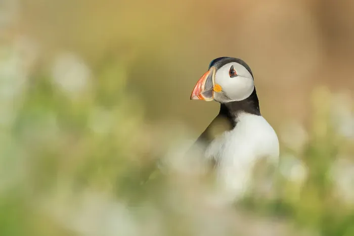 Framed Print : Puffin (Fratercula arctica), Great saltee Island, Co. Wexford, Republic of Ireland Framed Print : Puffin (Fratercula arctica), Great saltee Island, Co. Wexford, Republic of Ireland