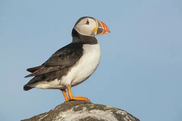 Framed Print : Puffin (Fratercula arctica), Isle of May, Forth of Forth, Scotland, UK Framed Print : Puffin (Fratercula arctica), Isle of May, Forth of Forth, Scotland, UK