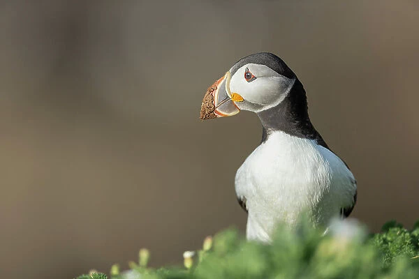Puffin (Fratercula arctica) with mud on beak after digging burrow, Great saltee Island, Co. Wexford, Republic of Ireland