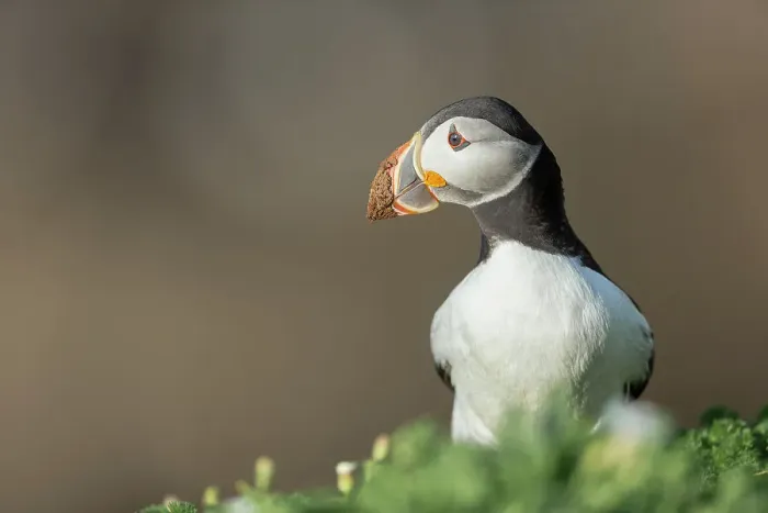 Framed Print : Puffin (Fratercula arctica) with mud on beak after digging burrow, Great saltee Island, Co. Wexford, Republic of Ireland Framed Print : Puffin (Fratercula arctica) with mud on beak after digging burrow, Great saltee Island, Co. Wexford, Republic of Ireland