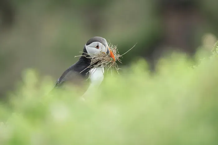 Framed Print : Puffin (Fratercula arctica) with nesting material, Great saltee Island, Co. Wexford, Republic of Ireland Framed Print : Puffin (Fratercula arctica) with nesting material, Great saltee Island, Co. Wexford, Republic of Ireland