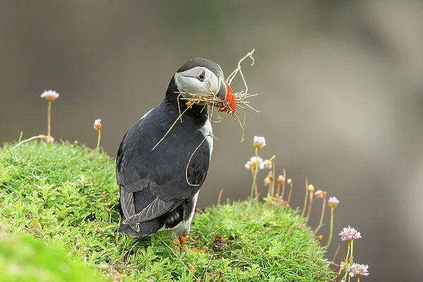 Puffin (Fratercula arctica) with nesting material, Great saltee Island, Co. Wexford, Republic of Ireland