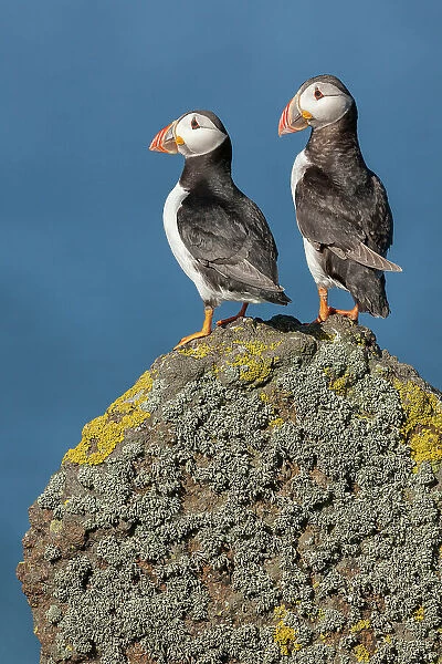 Puffin (Fratercula arctica), pair perched on lichen-covered rock, Isle of May, Firth of Forth, Scotland, UK