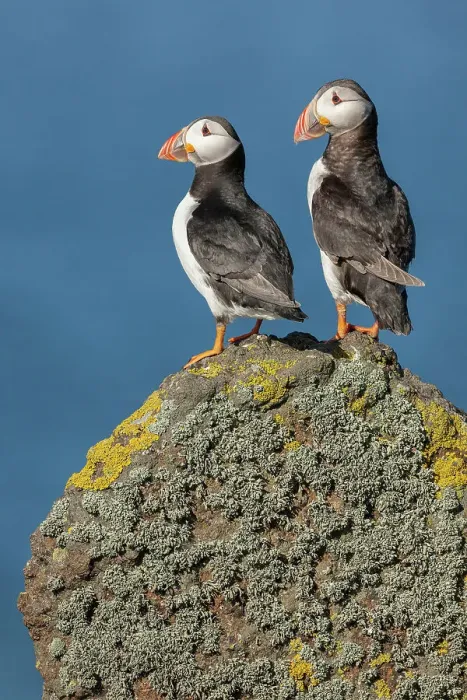 Framed Print : Puffin (Fratercula arctica), pair perched on lichen-covered rock, Isle of May, Firth of Forth, Scotland, UK Framed Print : Puffin (Fratercula arctica), pair perched on lichen-covered rock, Isle of May, Firth of Forth, Scotland, UK