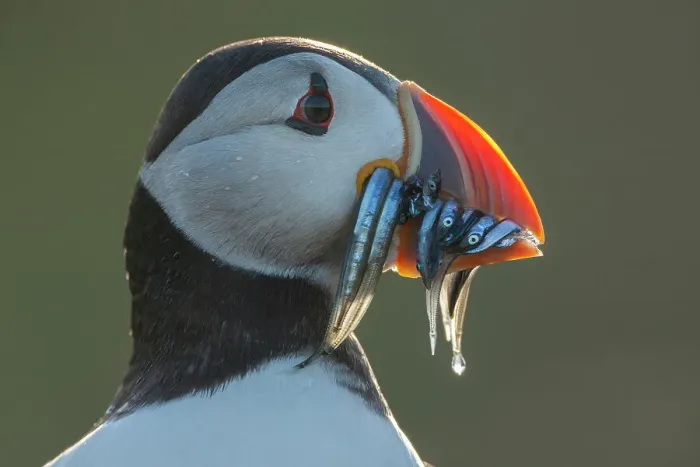 Framed Print : Puffin (Fratercula arctica) Portrait with sandeels, Isle of May, Firth of Forth, Scotland, UK Framed Print : Puffin (Fratercula arctica) Portrait with sandeels, Isle of May, Firth of Forth, Scotland, UK