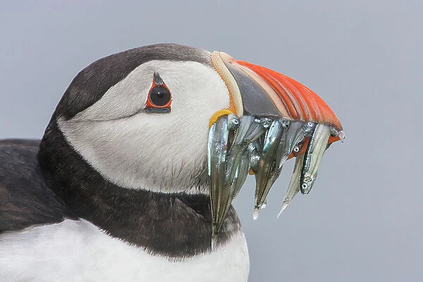 Puffin (Fratercula arctica) Portrait with sandeels, Isle of May, Firth of Forth, Scotland, UK