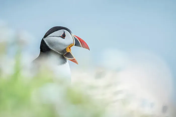 Framed Print : Puffin (Fratercula arctica), portrait amongst sea campion, Great Saltee Island, Co. Wexford, Republic of Ireland