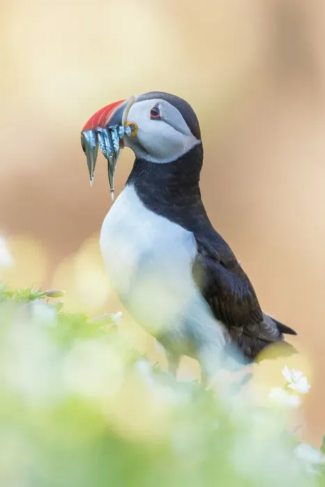Framed Print : Puffin (Fratercula arctica) with sandeels, Great saltee Island, Co. Wexford, Republic of Ireland Framed Print : Puffin (Fratercula arctica) with sandeels, Great saltee Island, Co. Wexford, Republic of Ireland