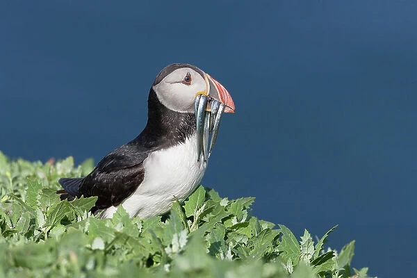 Puffin (Fratercula arctica) with sandeels, Isle of May, Forth of Forth, Scotland, UK