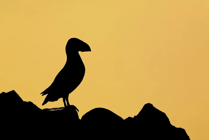 Framed Print : Puffin (Fratercula arctica) in silhouette, Isle of May, Firth of Forth, Scotland, UK Framed Print : Puffin (Fratercula arctica) in silhouette, Isle of May, Firth of Forth, Scotland, UK