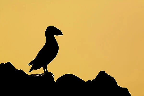Puffin (Fratercula arctica) in silhouette, Isle of May, Firth of Forth, Scotland, UK