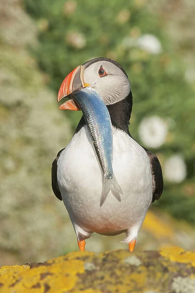 Puffin (Fratercula arctica) with sprat, Isle of May, Forth of Forth, Scotland, UK