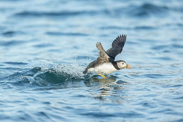 Puffin (Fratercula arctica), young bird taking off from water, Isle of May, Firth of Forth, Scotland, UK