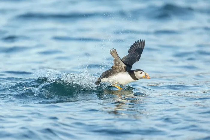 Framed Print : Puffin (Fratercula arctica), young bird taking off from water, Isle of May, Firth of Forth, Scotland, UK Framed Print : Puffin (Fratercula arctica), young bird taking off from water, Isle of May, Firth of Forth, Scotland, UK