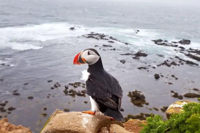 Framed Print : Puffin, Latrabjarg, Iceland Framed Print : Puffin, Latrabjarg, Iceland