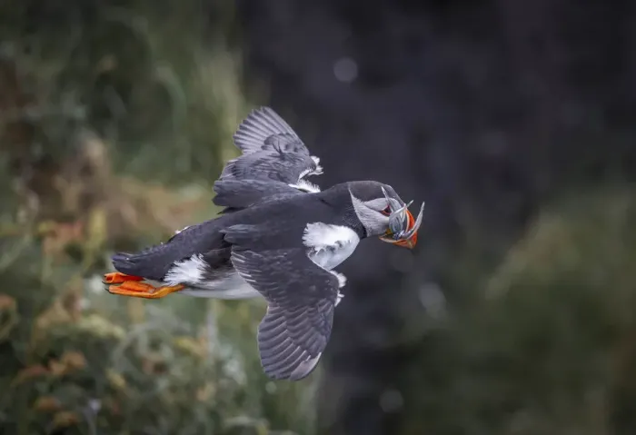 Framed Print : A puffin with sandeels flying in Mykines. Faroe Islands