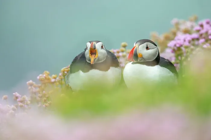 Framed Print : Puffins (Fratercula arctica) in Thrift / Sea Pink (Armeria maritima), Great Saltee Island, Co. Wexford, Republic of Ireland Framed Print : Puffins (Fratercula arctica) in Thrift / Sea Pink (Armeria maritima), Great Saltee Island, Co. Wexford, Republic of Ireland