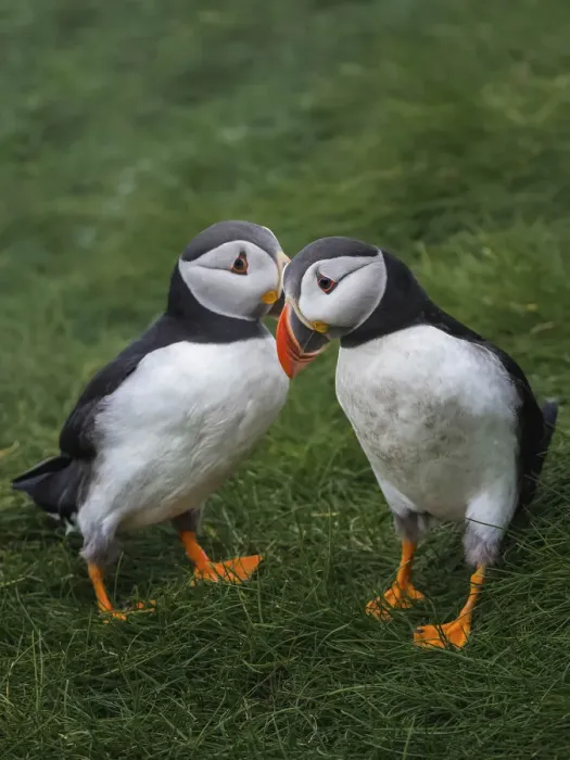 Framed Print : Puffins. Mikines, Faroe Islands Framed Print : Puffins. Mikines, Faroe Islands