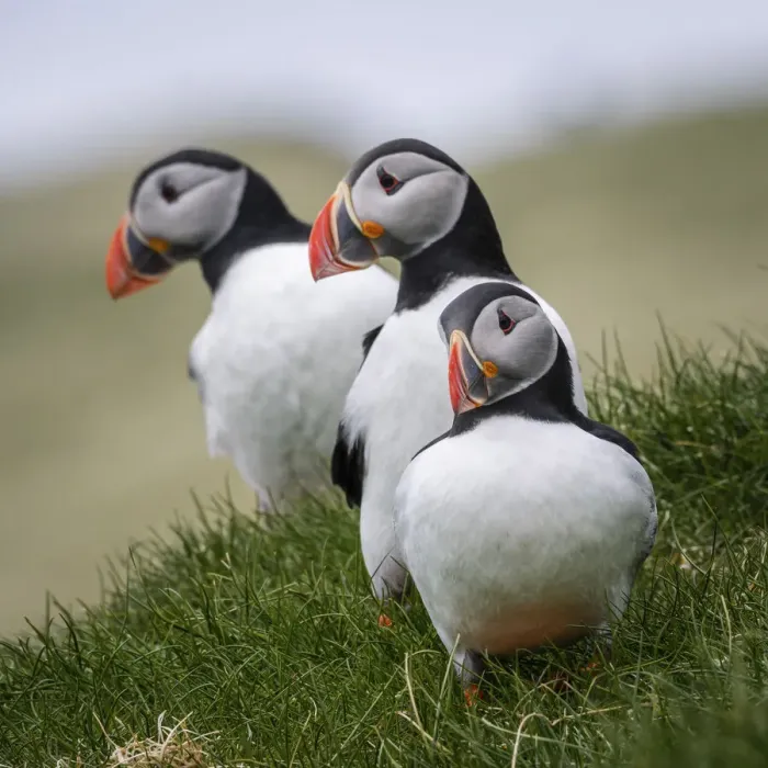 Framed Print : Puffins standing on the grass. Mykines, Faroe Islands