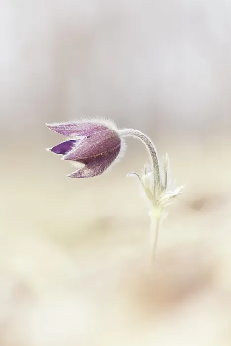 Framed Print : Pulsatilla, Monte Barro Natural Park, Barro mount, Lecco province, Lombardy, Italy Framed Print : Pulsatilla, Monte Barro Natural Park, Barro mount, Lecco province, Lombardy, Italy