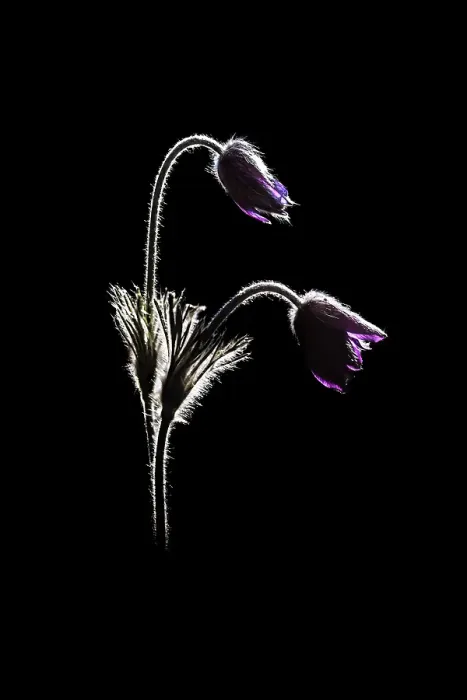Framed Print : Pulsatilla, Monte Barro Natural Park, Barro mount, Lecco province, Lombardy, Italy Framed Print : Pulsatilla, Monte Barro Natural Park, Barro mount, Lecco province, Lombardy, Italy