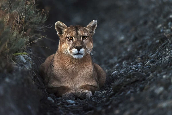Puma at dusk following a heard of guanacos in Torres del Paine National Park, Patagonia
