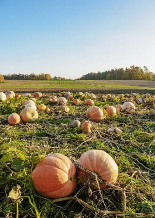 Framed Print : Pumpkins on a field, Niemienice-Kolonia, Lublin Voivodeship, Poland Framed Print : Pumpkins on a field, Niemienice-Kolonia, Lublin Voivodeship, Poland