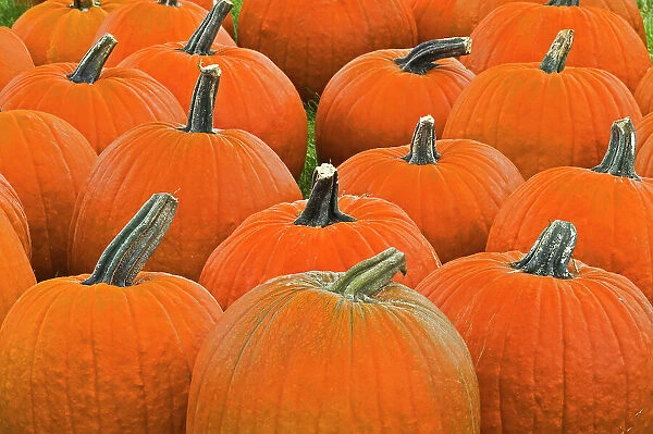 pumpkins near Collingwood, Ontario, Canada