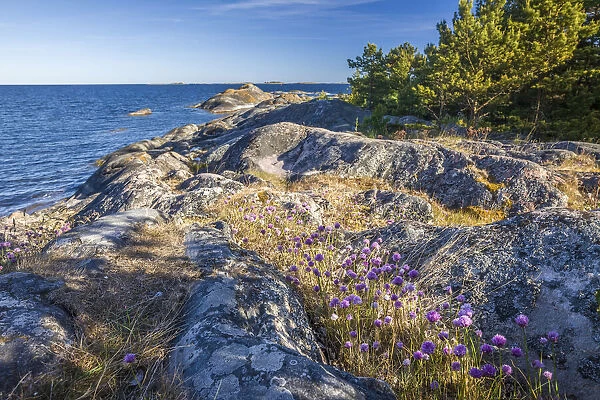 Purple beach carnations on the shore of Sandhamn island, Sweden