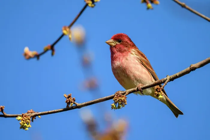 Framed Print : Purple finch (Carpodacus purpureus), Greater Sudbury, Ontario, Canada Framed Print : Purple finch (Carpodacus purpureus), Greater Sudbury, Ontario, Canada