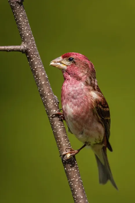 Framed Print : Purple finch (Carpodacus purpureus) Male, Greater Sudbury, Ontario, Canada Framed Print : Purple finch (Carpodacus purpureus) Male, Greater Sudbury, Ontario, Canada