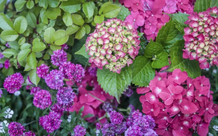 Framed Print : Purple hydrangea flowers, Mecklenburg-Western Pomerania, Northern Germany, Germany Framed Print : Purple hydrangea flowers, Mecklenburg-Western Pomerania, Northern Germany, Germany