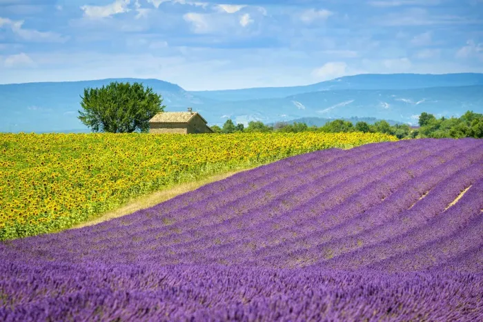 Framed Print : Purple lavender and yellow sunflower fields in Provence in height of bloom in early Framed Print : Purple lavender and yellow sunflower fields in Provence in height of bloom in early