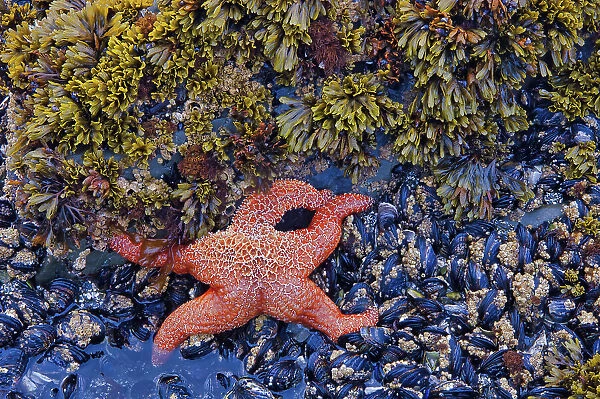 Purple sea star or ochre sea star (Pisaster ochraceus), seaweed. molluscs and barcacles along the shore of the Pacific Ocean. Pacific Rim National Park, British Columbia, Canada