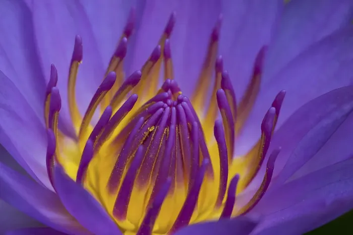 Framed Print : Purple water lily, Dhaka, Bangladesh Framed Print : Purple water lily, Dhaka, Bangladesh