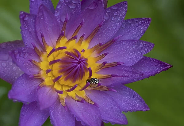 Purple water lily, Dhaka, Bangladesh