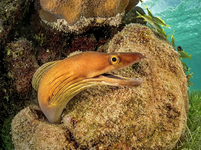 Framed Print : Purplemouth Moray Eel (Gymnothorax vicinus), Grand Cayman, Cayman Islands, British West Indies Framed Print : Purplemouth Moray Eel (Gymnothorax vicinus), Grand Cayman, Cayman Islands, British West Indies