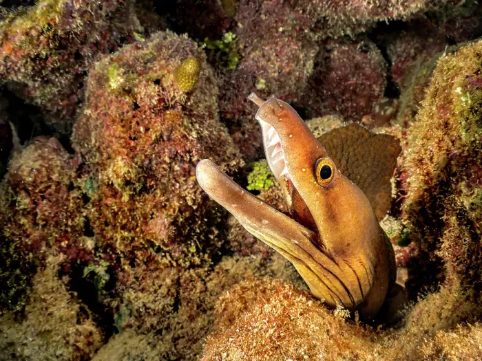 Framed Print : Purplemouth Moray Eel (Gymnothorax vicinus), Grand Cayman, Cayman Islands, British West Indies Framed Print : Purplemouth Moray Eel (Gymnothorax vicinus), Grand Cayman, Cayman Islands, British West Indies