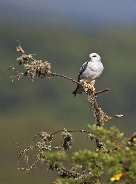 A Pygmy falcon perches on a dead branch of St Johns wort on the moorlands of the Aberdare Mountains