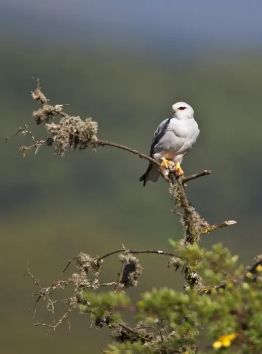 Framed Print : A Pygmy falcon perches on a dead branch of St Johns wort on the moorlands of the Aberdare Mountains Framed Print : A Pygmy falcon perches on a dead branch of St Johns wort on the moorlands of the Aberdare Mountains