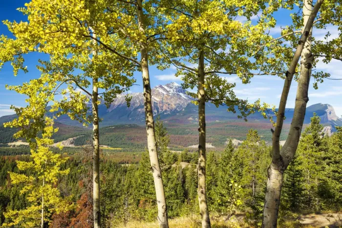 Framed Print : Pyramid Mountain Through Aspen Trees, Jasper National Park, Alberta, Canada Framed Print : Pyramid Mountain Through Aspen Trees, Jasper National Park, Alberta, Canada