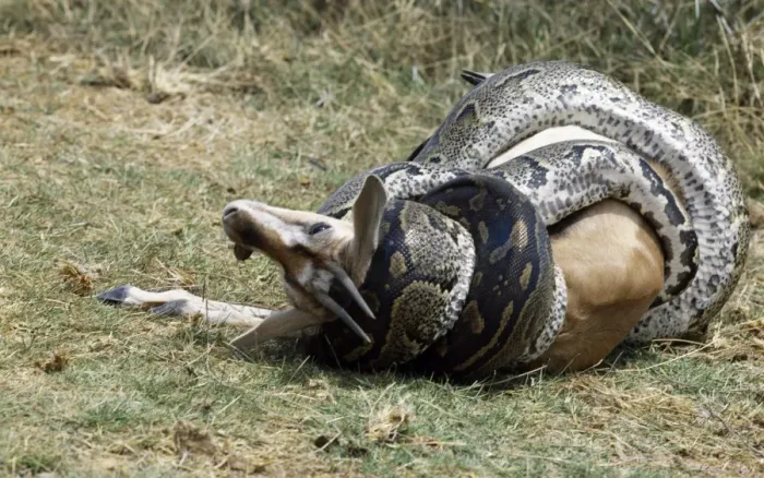 Framed Print : A python kills a Thomsons gazelle by constriction Framed Print : A python kills a Thomsons gazelle by constriction
