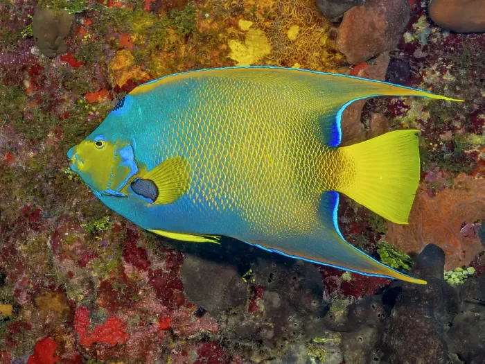 Framed Print : Queen Angelfish (Holacanthus ciliaris), Grand Cayman, Cayman Islands, British West Indies Framed Print : Queen Angelfish (Holacanthus ciliaris), Grand Cayman, Cayman Islands, British West Indies