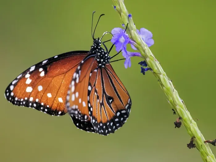 Framed Print : Queen Butterfly (Danaus gilippus), Grand Cayman, Cayman Islands, British West Indies Framed Print : Queen Butterfly (Danaus gilippus), Grand Cayman, Cayman Islands, British West Indies