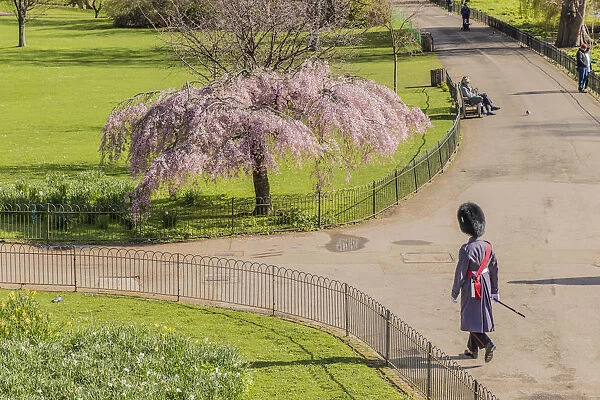A Queens guardsman walking in St James Park London, England